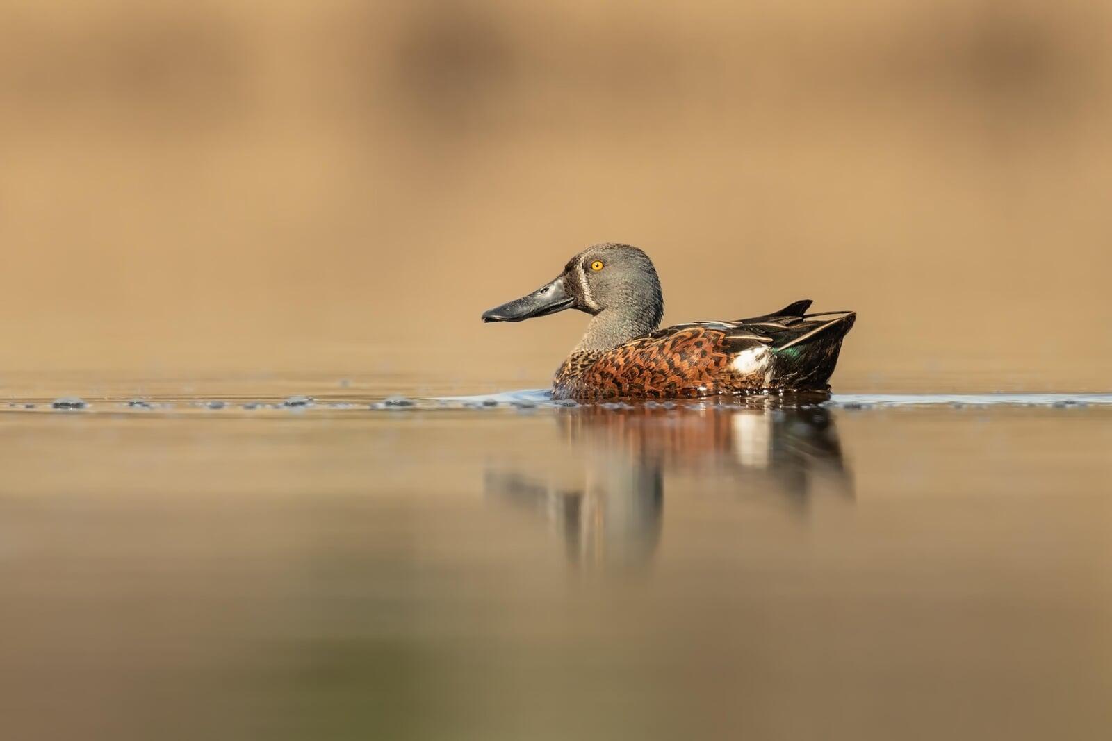 Australasian Shoveller in golden light.