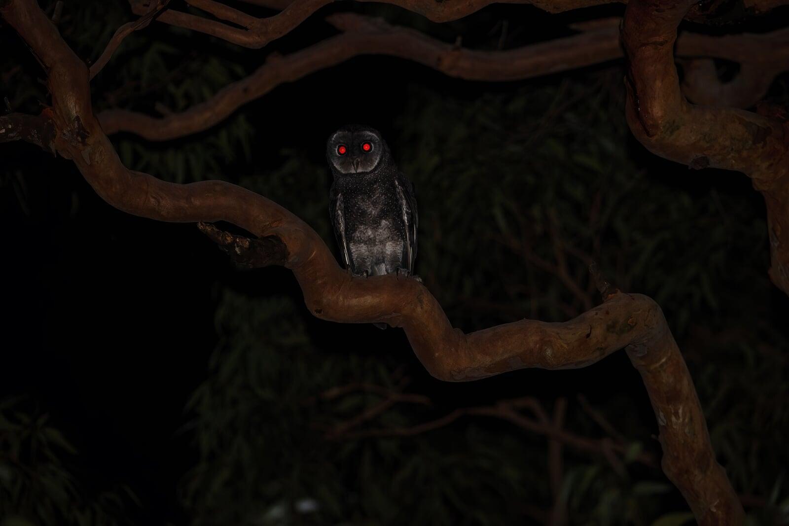 Taming Eyeshine: Red-Eye, Steel-Eye, and Lighting Techniques for Nocturnal Photography