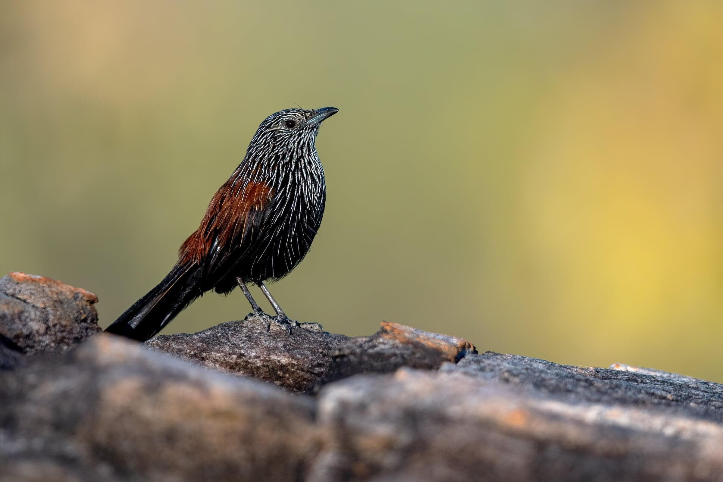 Darwin to Mitchell Plateau - Trip Report