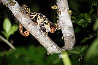 BeamMount Universal BeamMount Universal